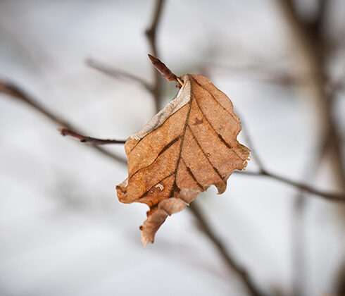autumn leaf