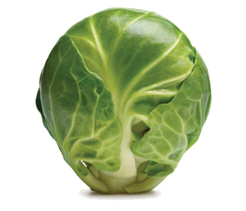 brussel sprout