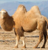 camel