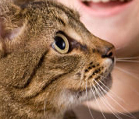 cat allergies