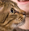 cat allergies