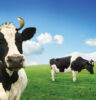 cow-field-lactose-intolerant