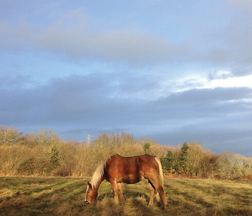 horse grazing