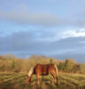 horse grazing