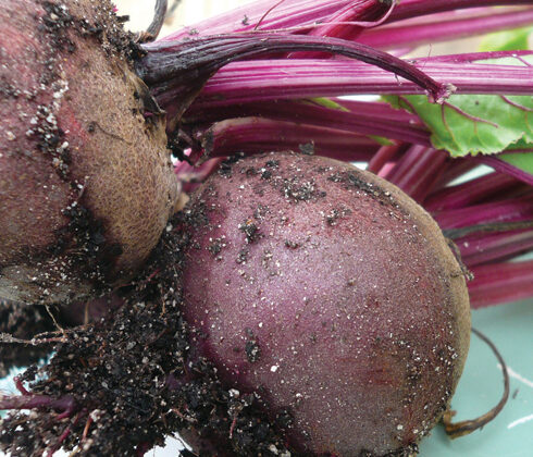 fresh beetroot