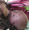 fresh beetroot