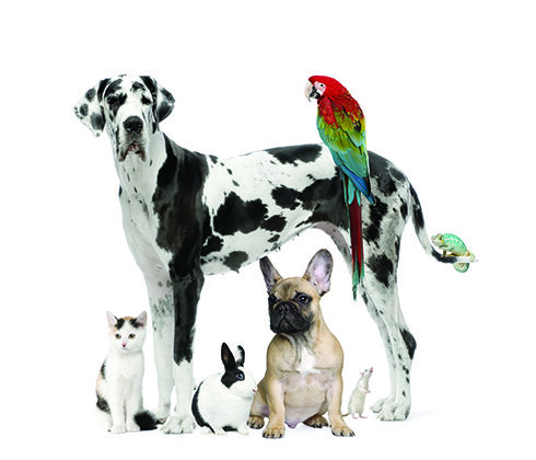 group of pets