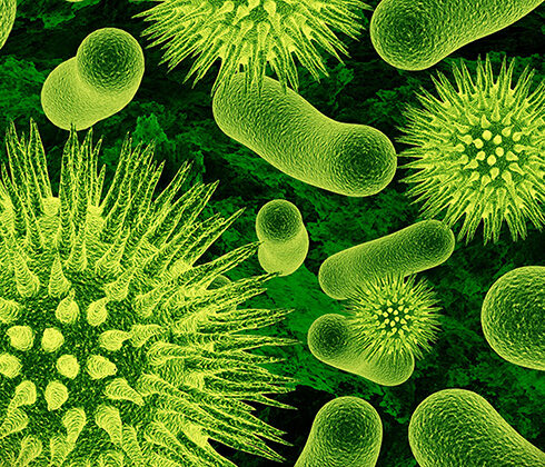gut bacteria