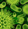 gut bacteria