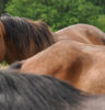 Intuitive Horse Herd