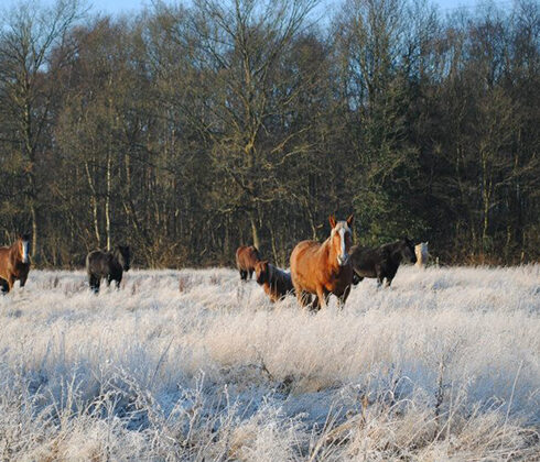 Intuitive Horse