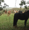 Intuitive Horse