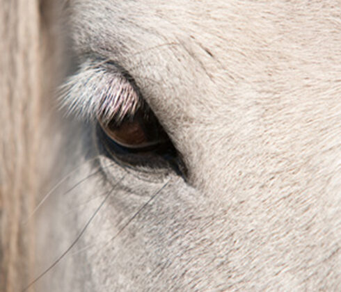 intuitive horse therapy