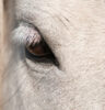 intuitive horse therapy