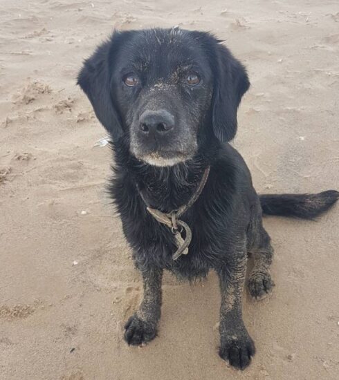 Black labrador sitting on beach