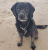 Black labrador sitting on beach