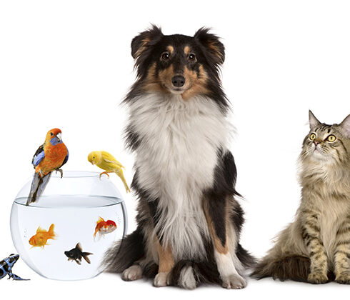 selection of pets