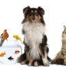 selection of pets