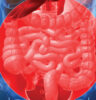 small intestine