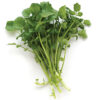 Watercress